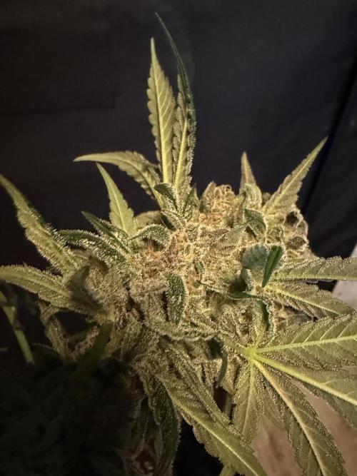 42 fast buds champions line. Week 10