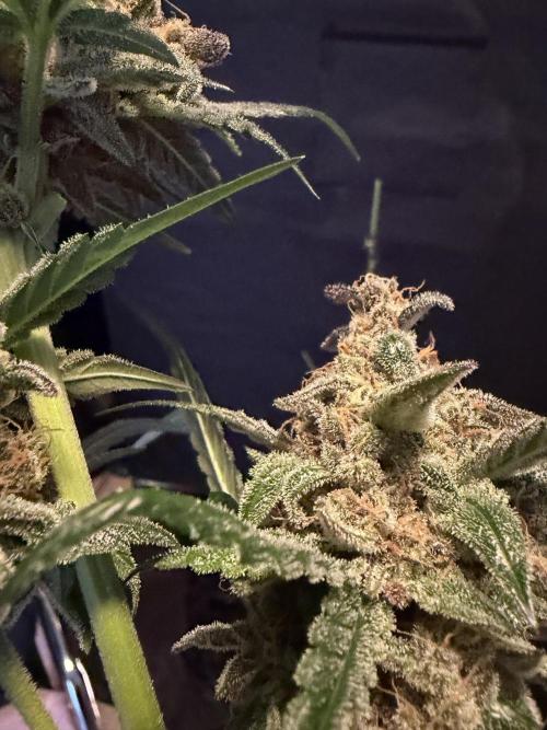 42 fast buds champions line. Week 10