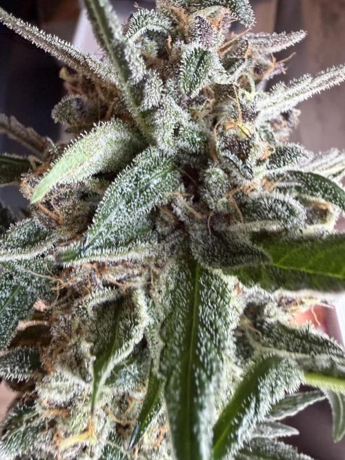 42 fast buds champions line. Week 10
