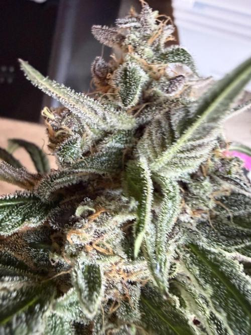 42 fast buds champions line. Week 10