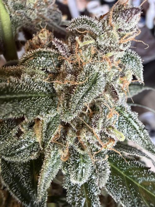 42 fast buds champions line. Week 10