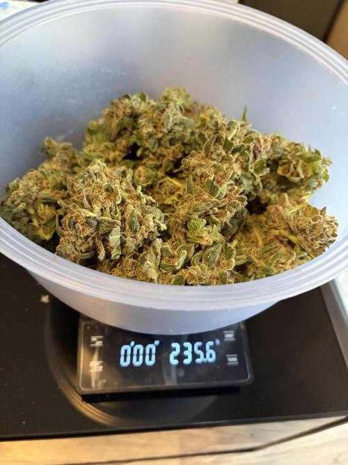 42 fast buds champions line. Week 10