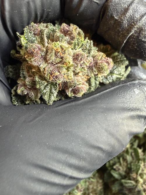 42 fast buds champions line. Week 10