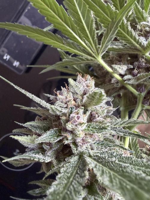 42 fast buds champions line. Week 10