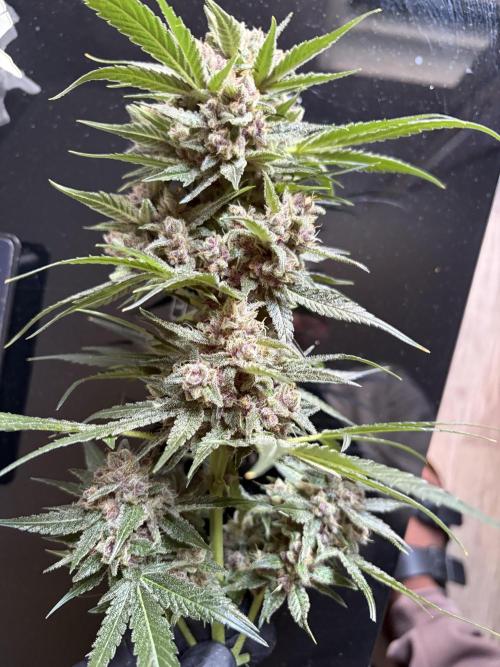 42 fast buds champions line. Week 10