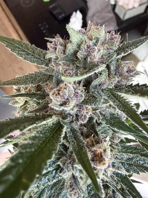 42 fast buds champions line. Week 10