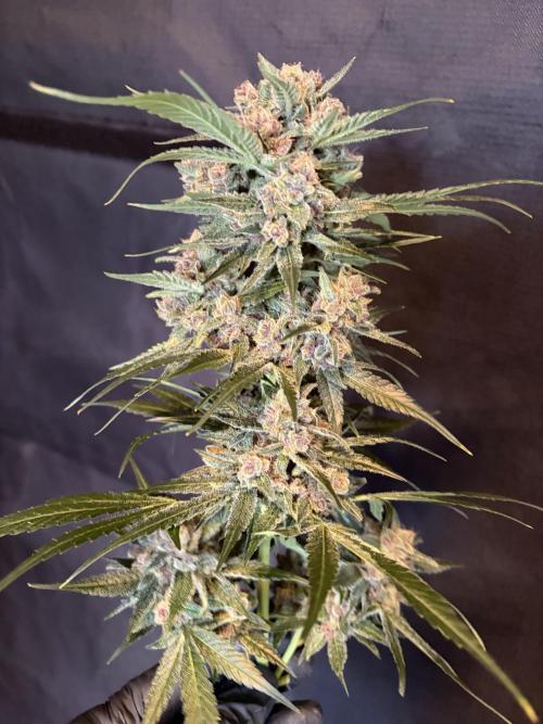 42 fast buds champions line. Week 10