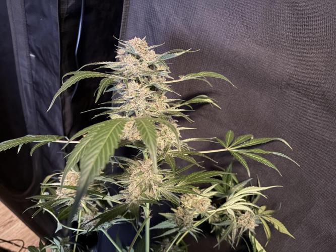42 fast buds champions line. Week 10