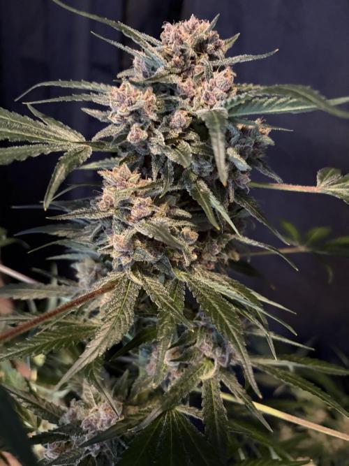 42 fast buds champions line. Week 10