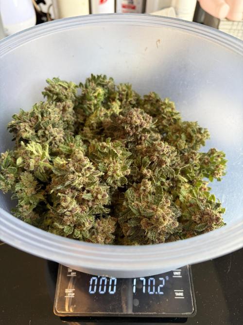 42 fast buds champions line. Week 10