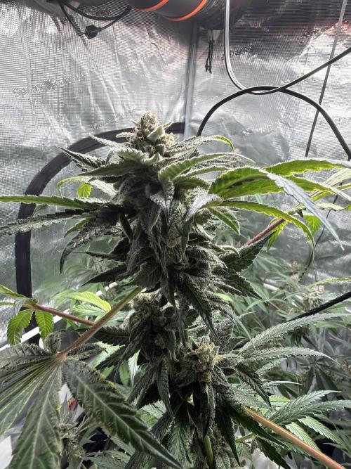 42 fast buds champions line. Week 10