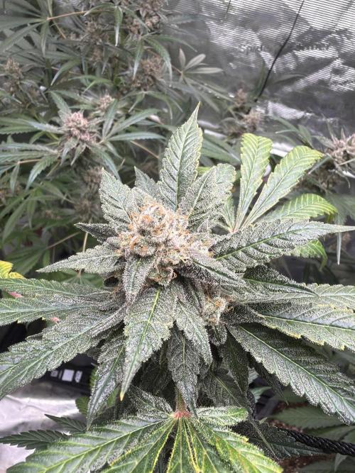 42 fast buds champions line. Week 10
