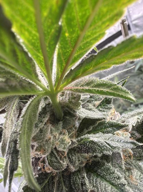 42 fast buds champions line. Week 10