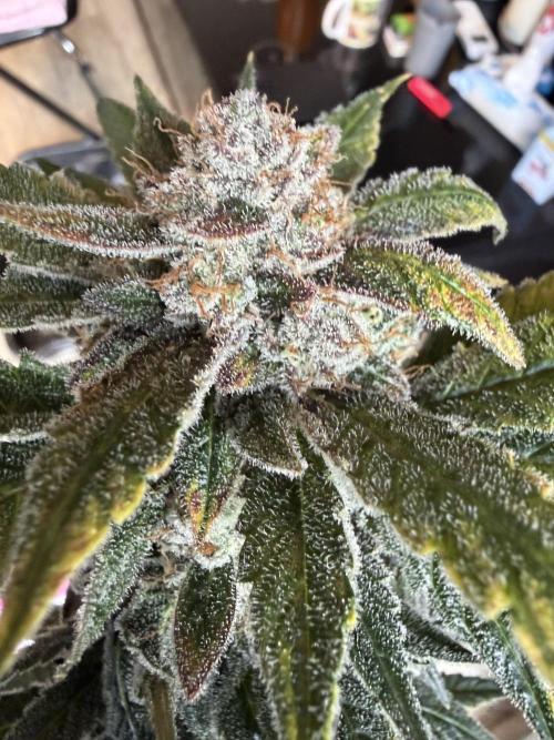 42 fast buds champions line. Week 10