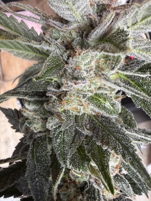 42 fast buds champions line. Week 10