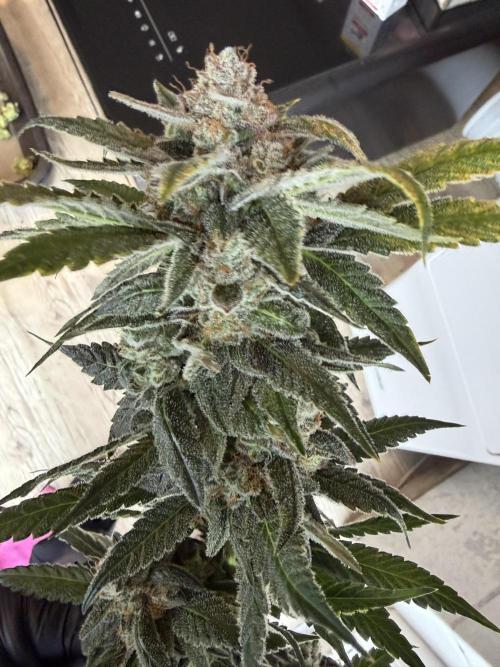42 fast buds champions line. Week 10