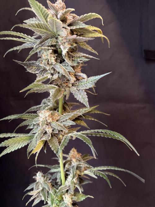 42 fast buds champions line. Week 10