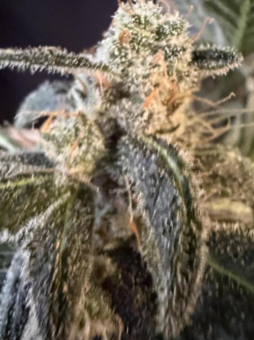 42 fast buds champions line. Week 10