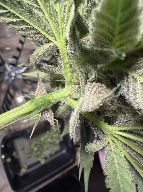 42 fast buds champions line. Week 10