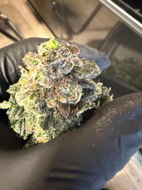 42 fast buds champions line. Week 10