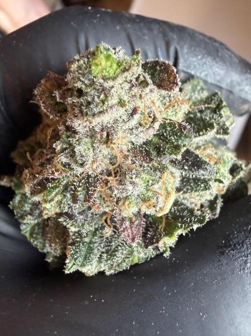 42 fast buds champions line. Week 10