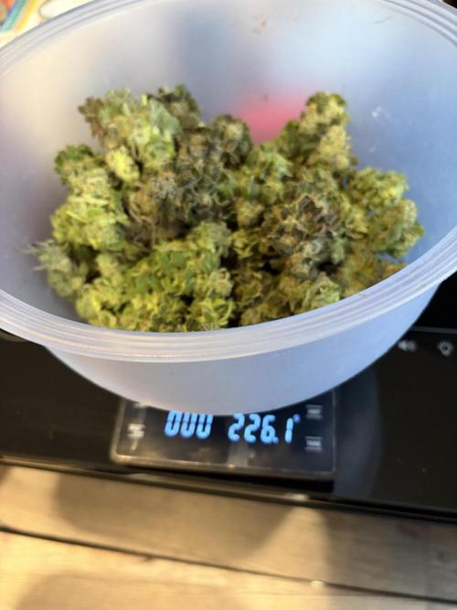 42 fast buds champions line. Week 10