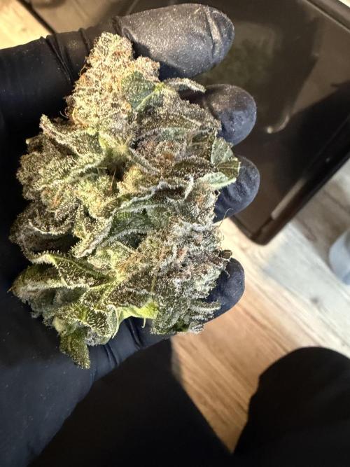 42 fast buds champions line. Week 10