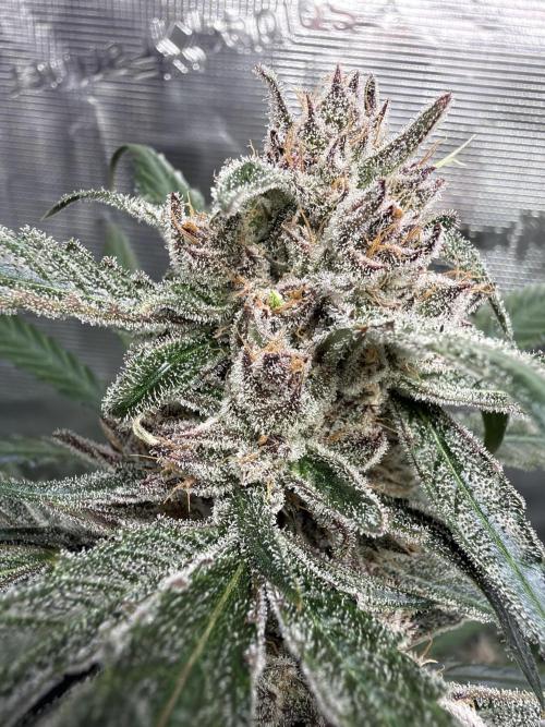 42 fast buds champions line. Week 10