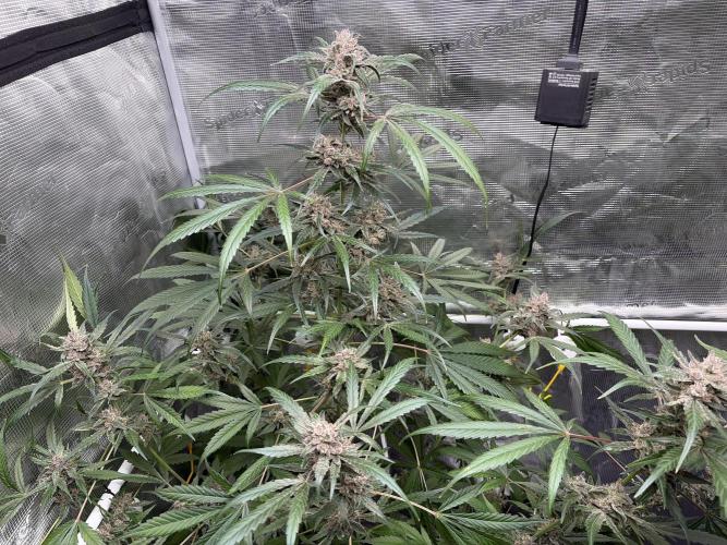 42 fast buds champions line. Week 10