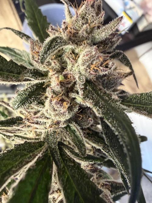 42 fast buds champions line. Week 10