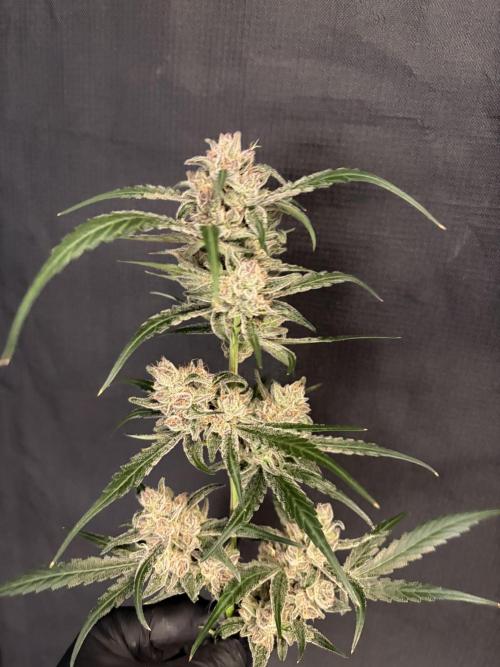 42 fast buds champions line. Week 10