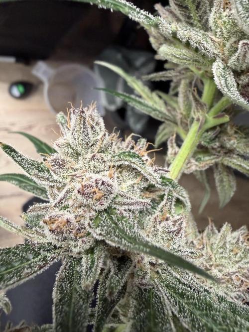 42 fast buds champions line. Week 10