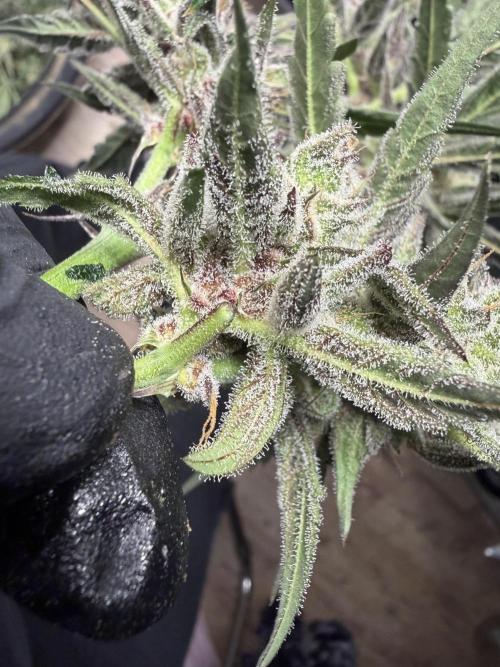 42 fast buds champions line. Week 10