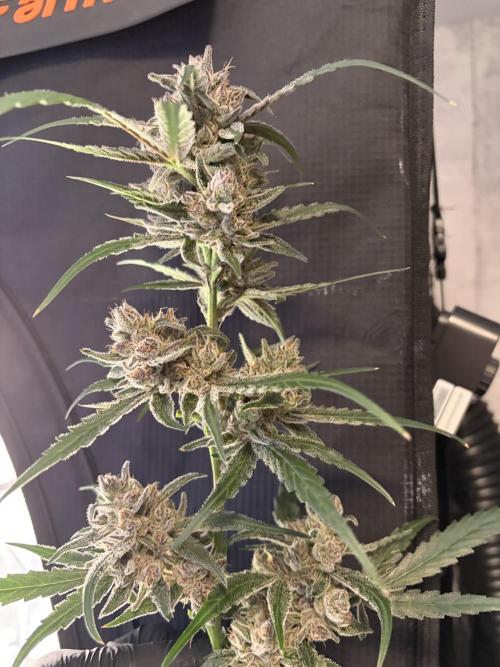 42 fast buds champions line. Week 10