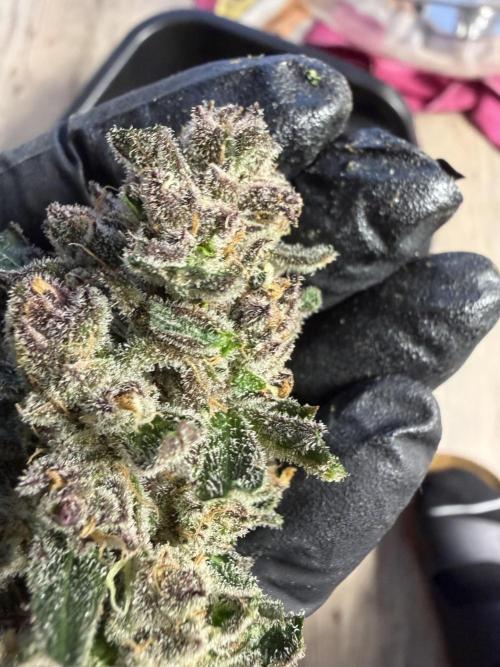 42 fast buds champions line. Week 10
