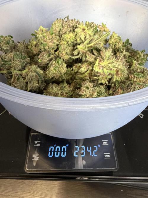 42 fast buds champions line. Week 10