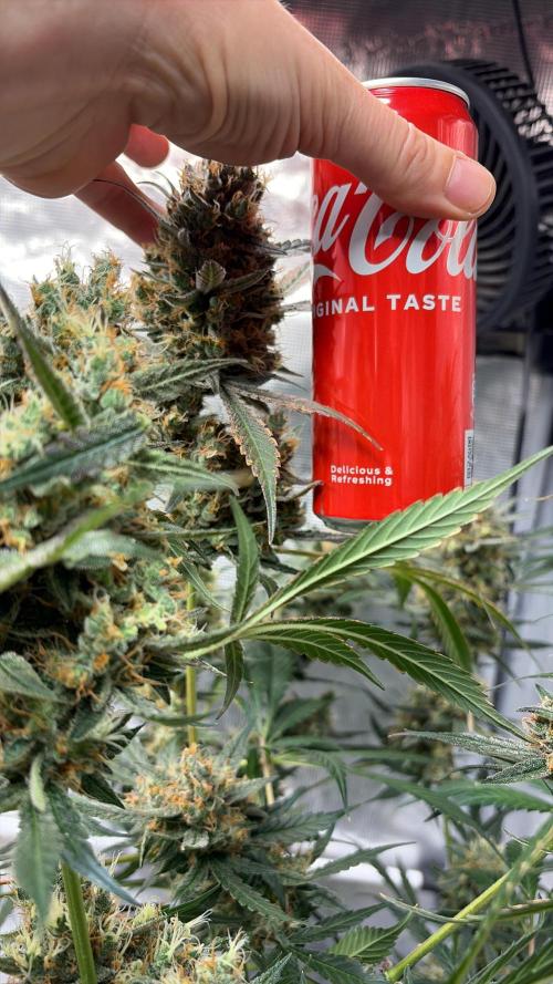 42 fast buds champions line. Week 10
