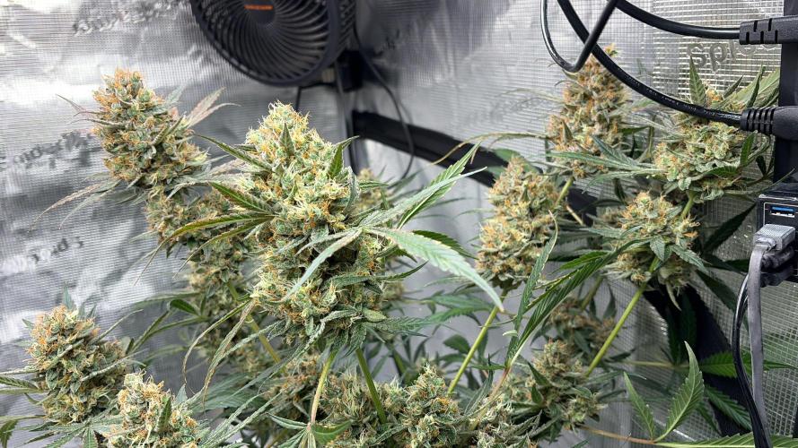 42 fast buds champions line. Week 10