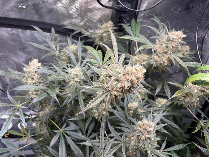 42 fast buds champions line. Week 10