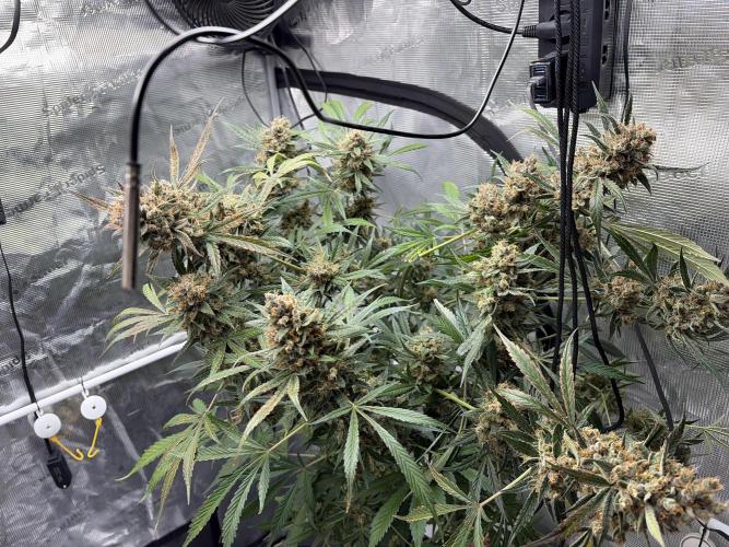 42 fast buds champions line. Week 11