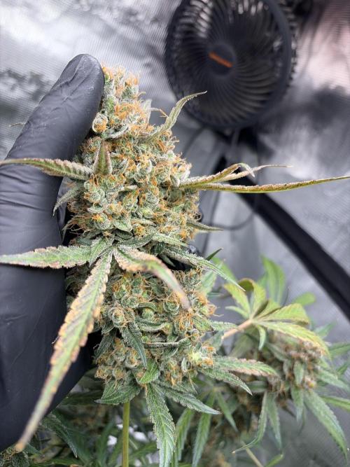 42 fast buds champions line. Week 11
