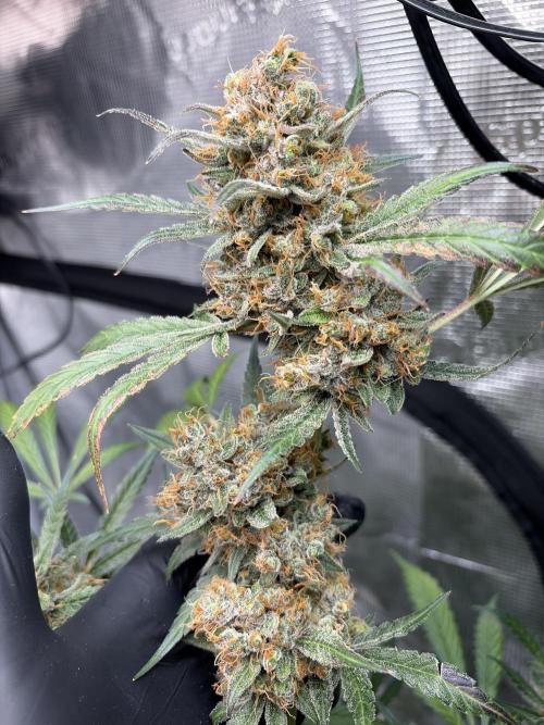 42 fast buds champions line. Week 11