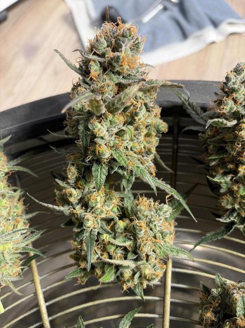 42 fast buds champions line. Week 11