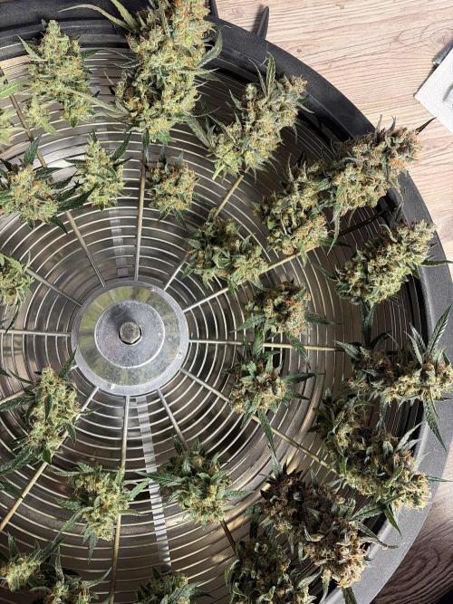 42 fast buds champions line. Week 11