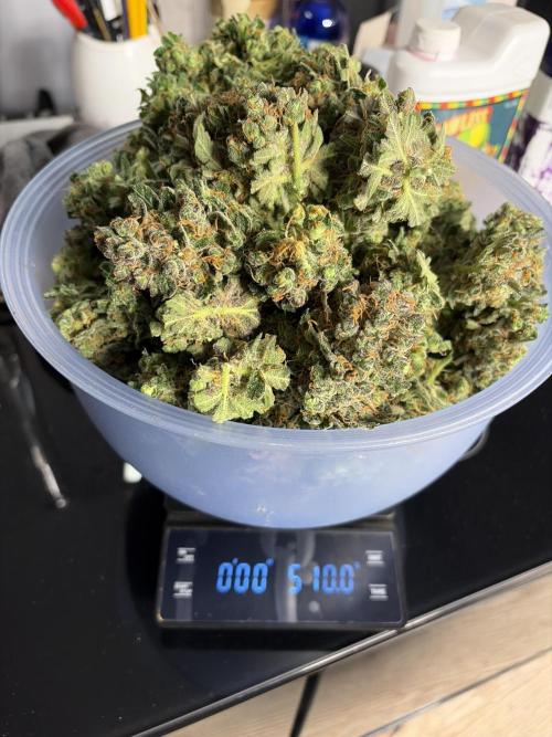 42 fast buds champions line. Week 11