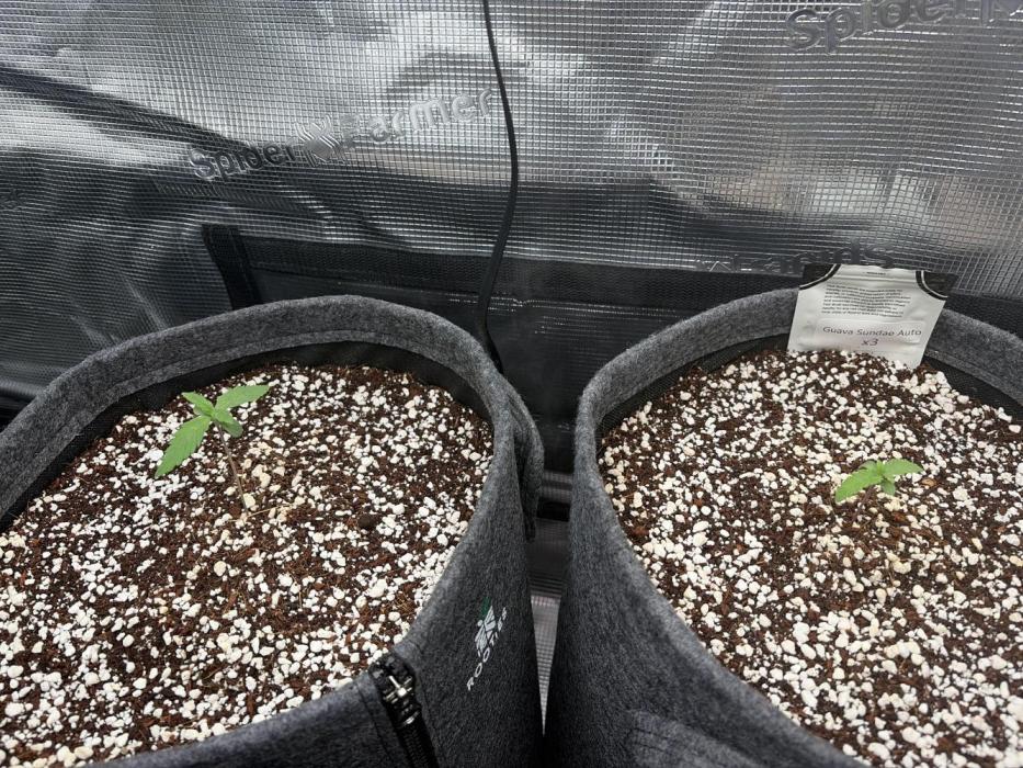 Guava Sundae 42 fast buds. Week 1 - Around day 4 :)