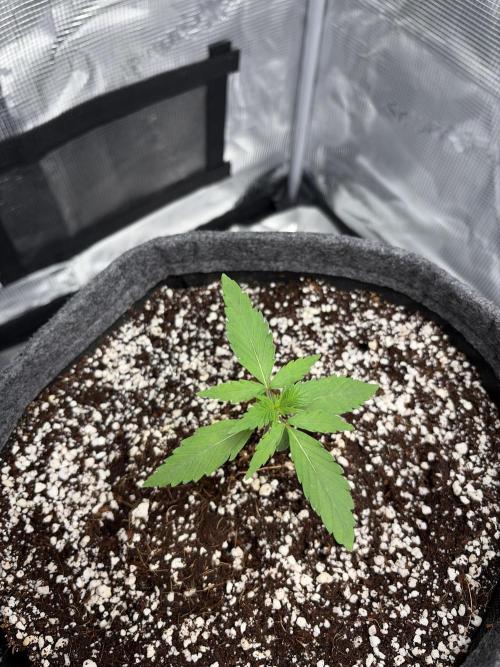 Guava Sundae 42 fast buds. Week 2
