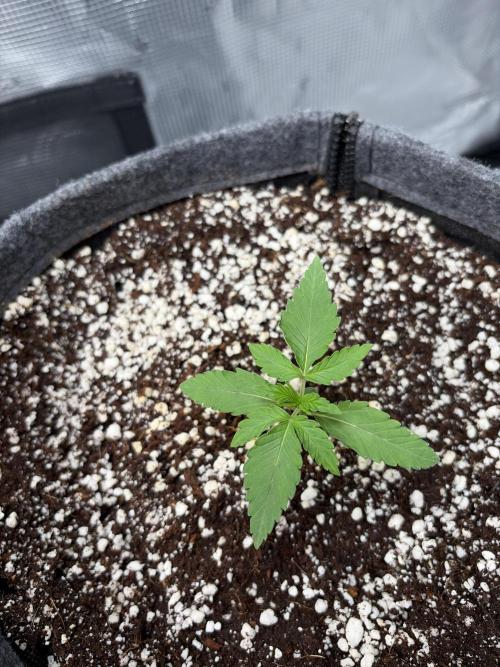 Guava Sundae 42 fast buds. Week 2