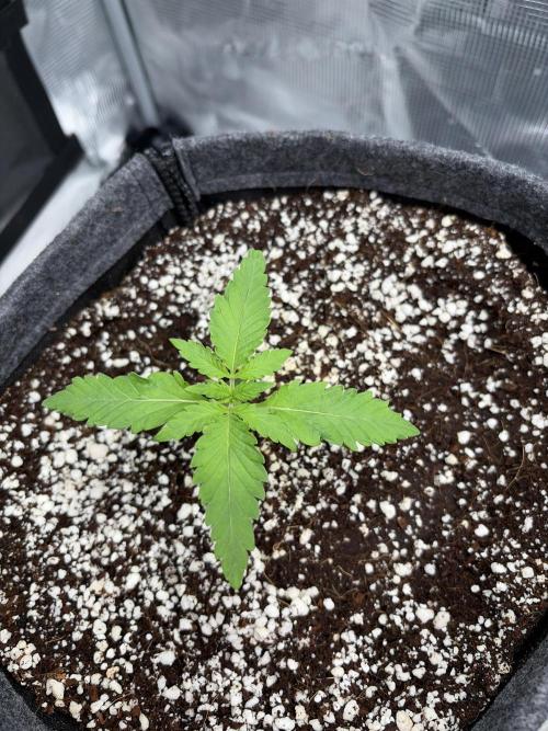 Mendo guava 42 fast buds. Week 2