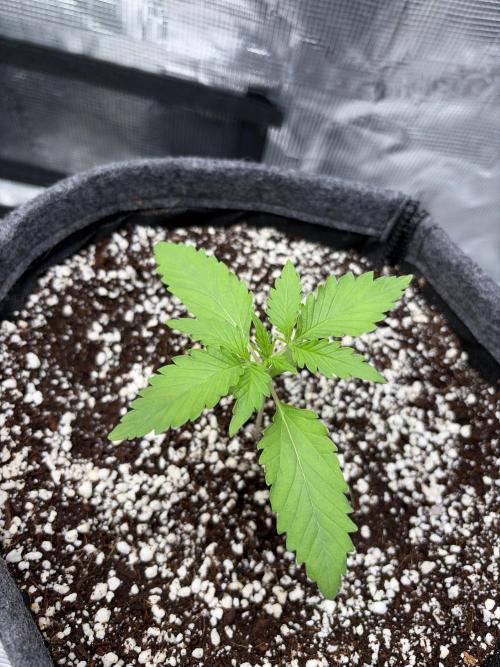 Mendo guava 42 fast buds. Week 2